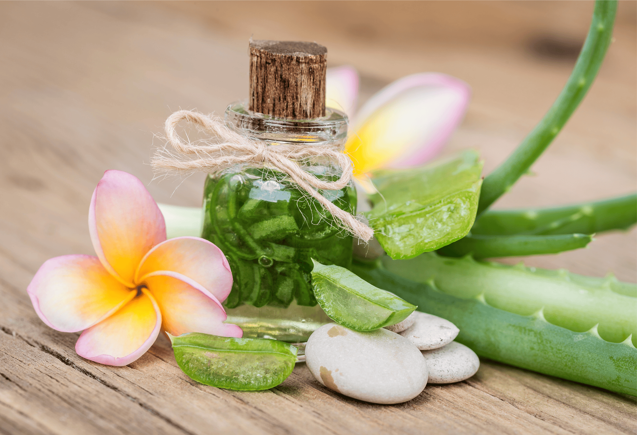 Aloe Vera - viele Anwendungen - Hund im Leben